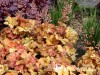 Alūnė ,Champagne' (lot. Heuchera)